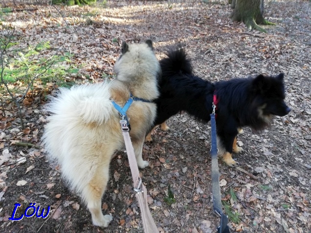 5.3.2019 -  Rechts oder Links wo ist er der Frühling?